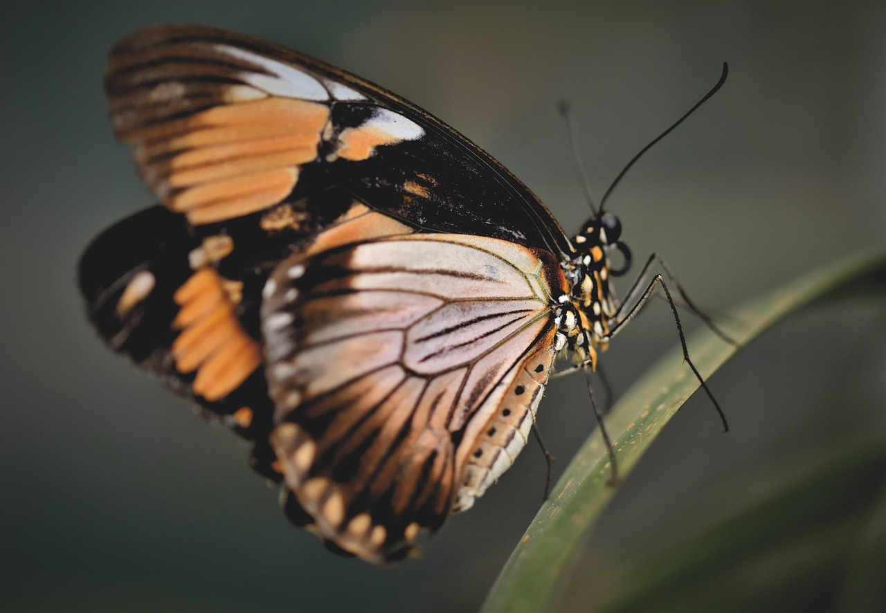 Vlinders fladderen bij levendige wandschildering.