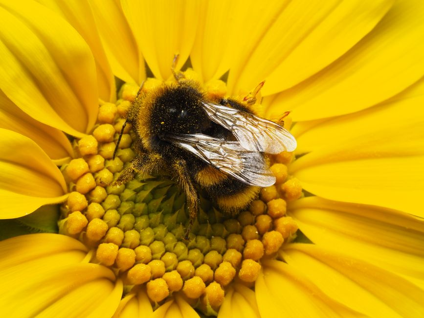 Insectvriendelijke wand met bloemen en bijen.