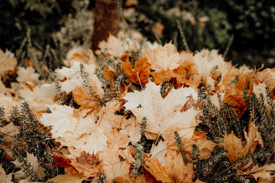 Buitenkeuken met herfstdecor en kookaccessoires. Buitenkeuken met herfstdecor en kookaccessoires.